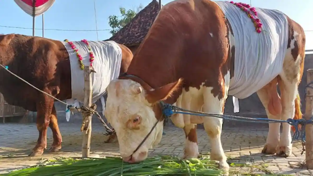 Berbobot 1 Ton, Sapi Kurban Milik Ketua DPRD Jatim Mengamuk, Butuh 10 Orang untuk Menjinakkan