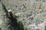 Erupsi Gunung Merapi dalam Beberapa Hari Terakhir