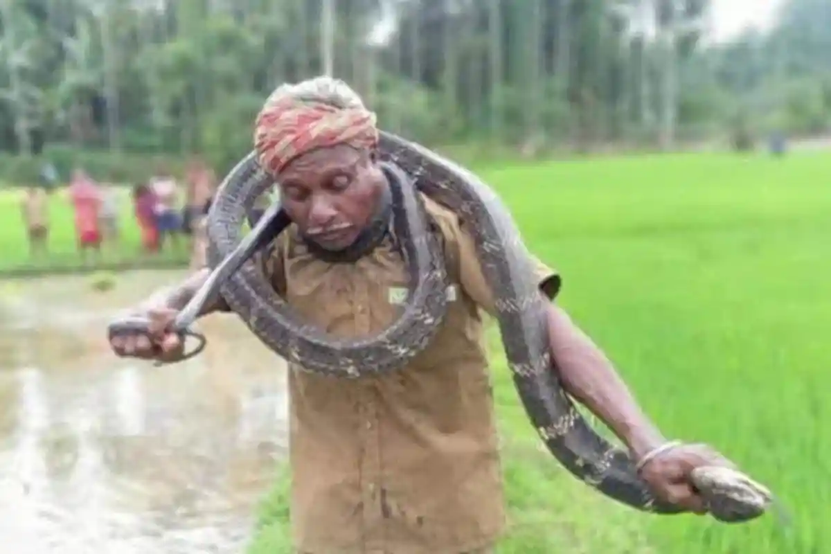 Pria Berusia 60 Tahun di India Tewas Digigit Ular Kobra yang Ditangkapnya