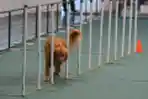 Lomba Ketangkasan Anjing di Surabaya
