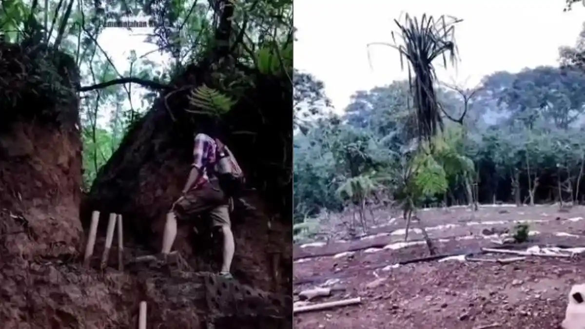 Pohon Rindang di Sukamantri Bogor Banyak Menghilang, Pegiat Alam Geram ...