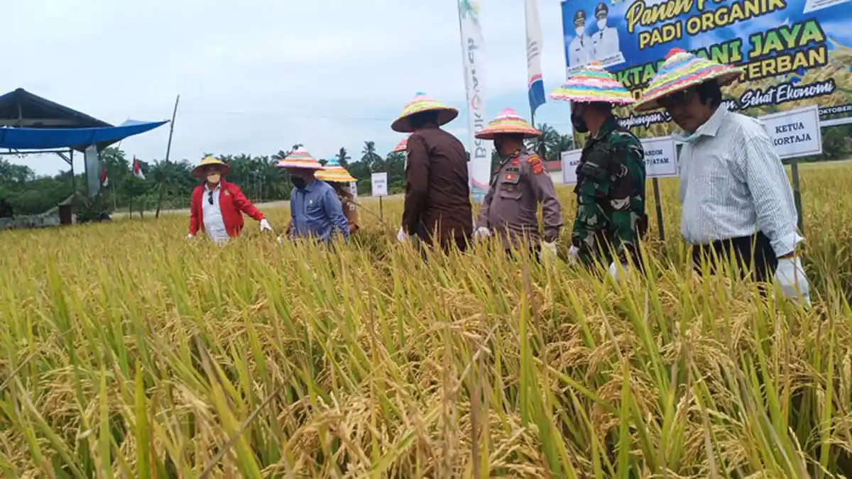 Petani Aceh Tamiang Semakin Minati Padi Organik