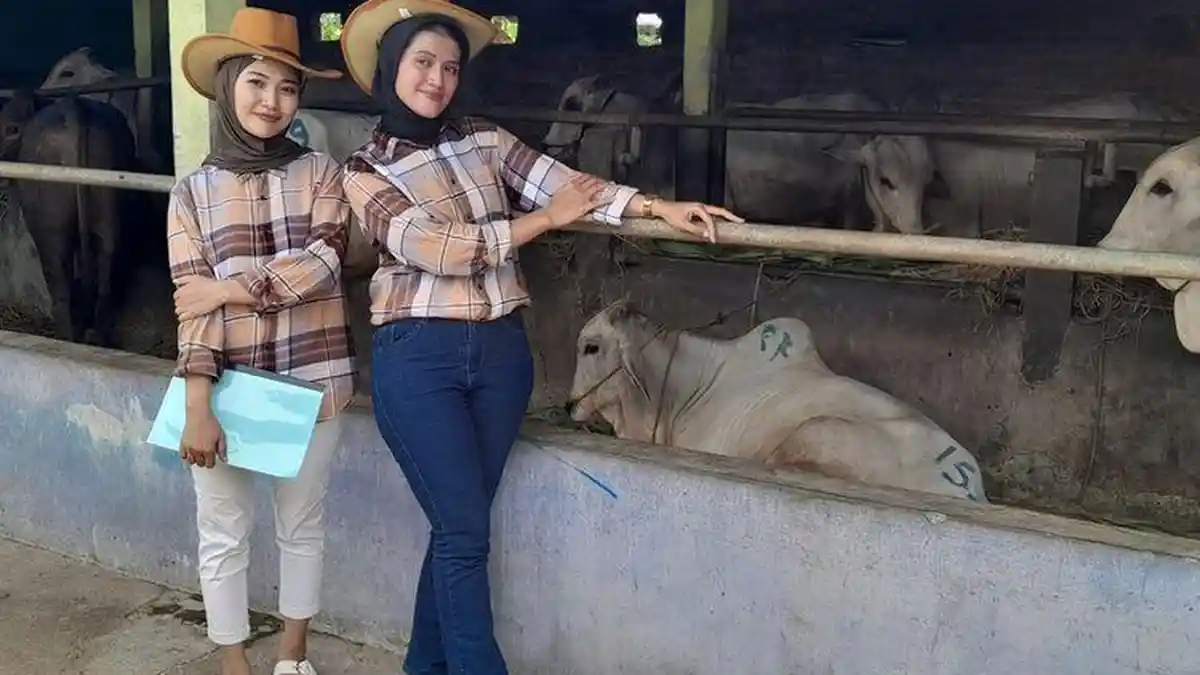 Uniknya Penjual Sapi Kurban di Kulon Progo Yogyakarta Pakai SPG, Dandan ...