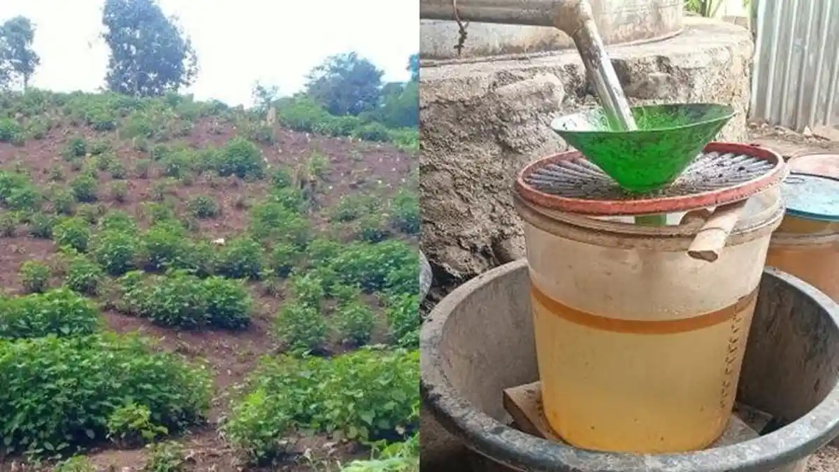 Harga Minyak Nilam di Minsel Sulawesi Utara Minggu 27 Juli 2025