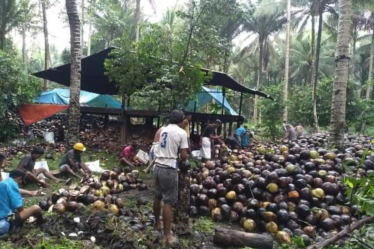 Awal Tahun 2023, Harga Kopra Maluku Utara Anjlok, Saat Ini Dibeli Rp 6 Ribu Perkilonya
