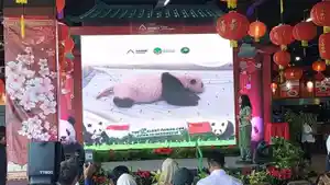 panda-namanya-satrio.jpg