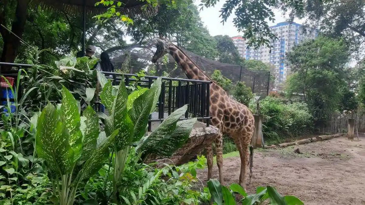 Ada yang Baru di Kebun Binatang Bandung saat Libur Natal dan Tahun Baru: Harimau Terberat di Dunia