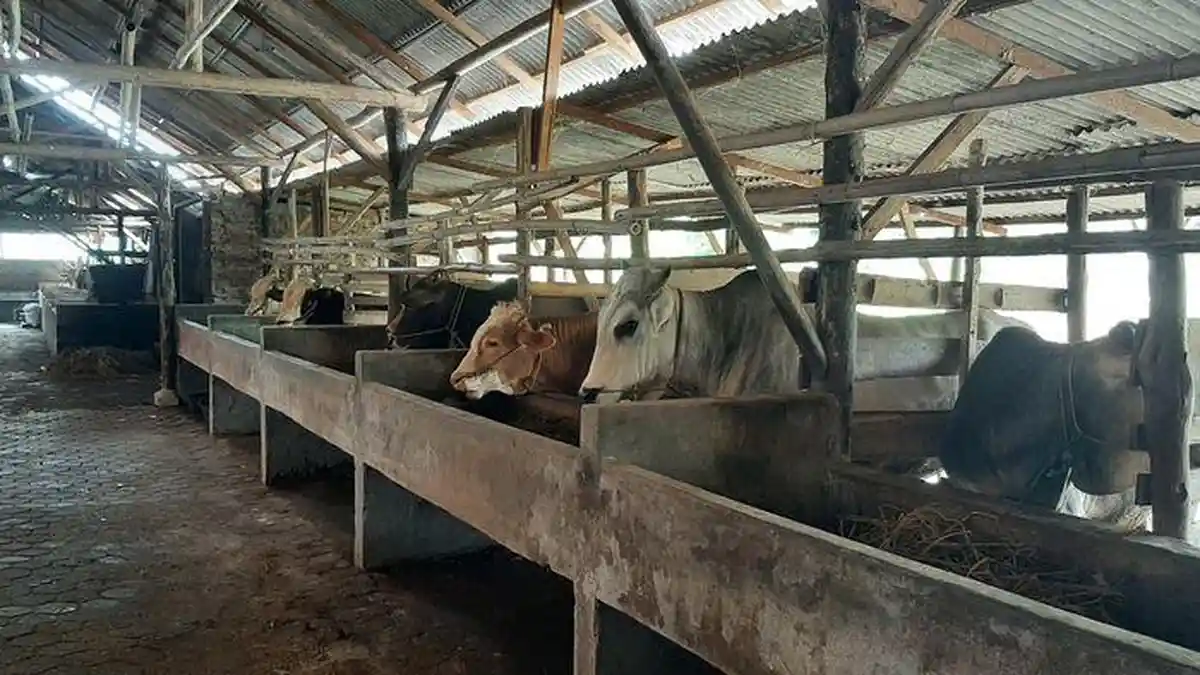 Kasus PMK di Kota Cirebon Capai 122 Ekor, Tak Ada Penambahan Kematian dan Potong Paksa