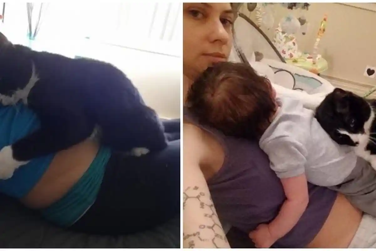 Ibu Hamil Ini Perutnya Selalu Dipeluk Kucing, saat Bayinya Lahir Terjadi Persahabatan Menyentuh