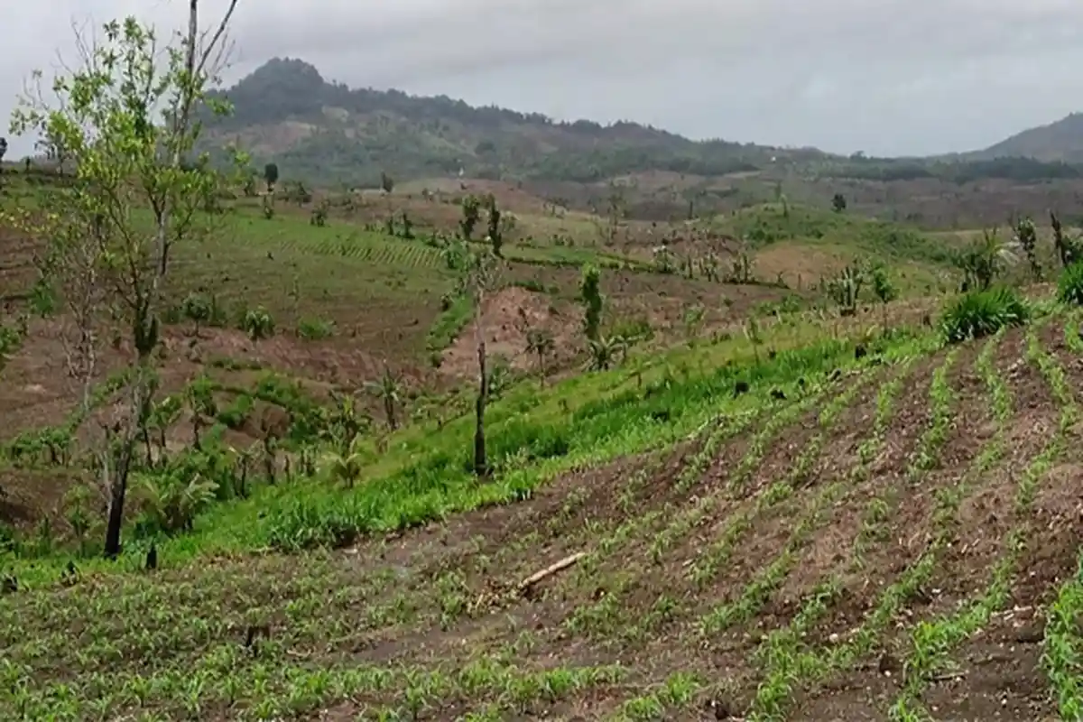 DLH Tulungagung Sudah Sumbang 100.000 Pohon Untuk Hutan Tulungagung Selatan, Tak Satu Pun Yang Hidup