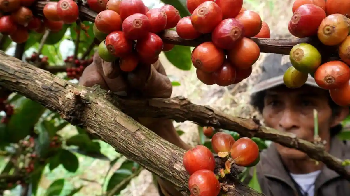 Mengunjungi Kebun Kopi Excelsa di Sumedang Selatan
