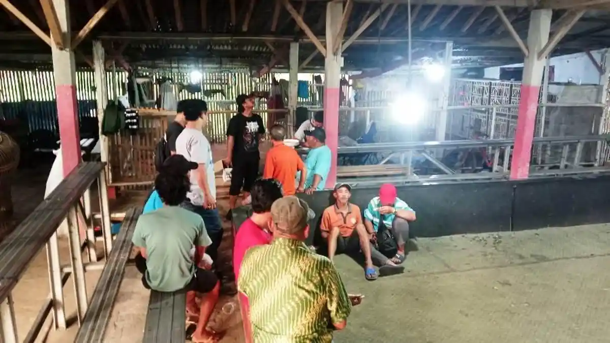 Polisi Tepis Kabar Pembebasan Pelaku Judi Sabung Ayam di Boja Kendal: Tidak Benar