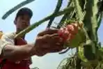 Budidaya Buah Naga 