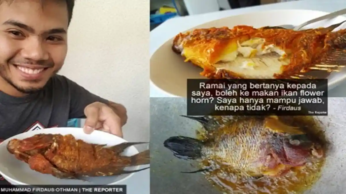 Video Ikan Louhan Seharga 7 Juta Dimakan, Alasannya Bikin Syok