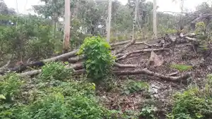 hutan-lindung-rusak.jpg