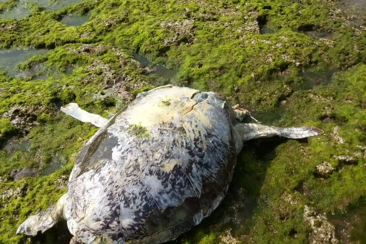 Tragis, Spesies Penyu di Pangandaran Menyusut Tinggal Dua Jenis Ini