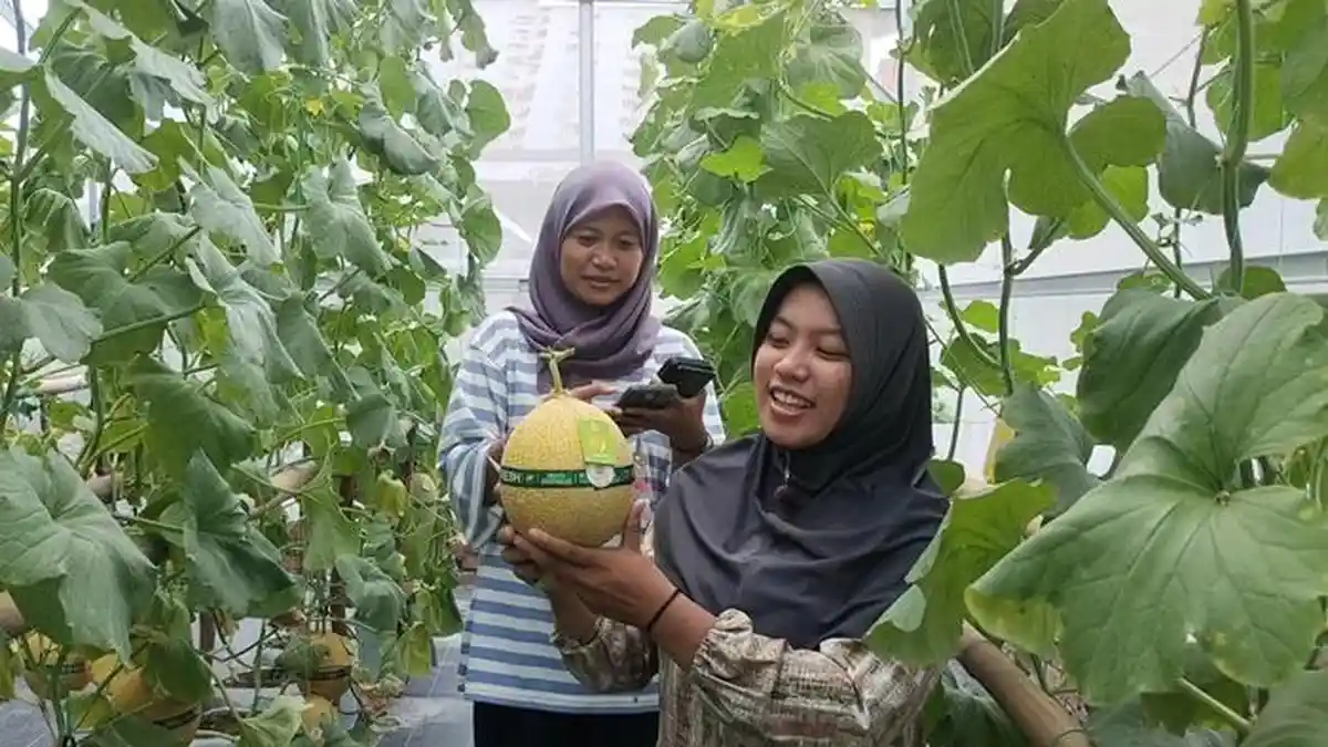 Wisata Petik Melon Premium di Musi Rawas, Pengunjung Bebas Pilih Hingga Petik Sendiri