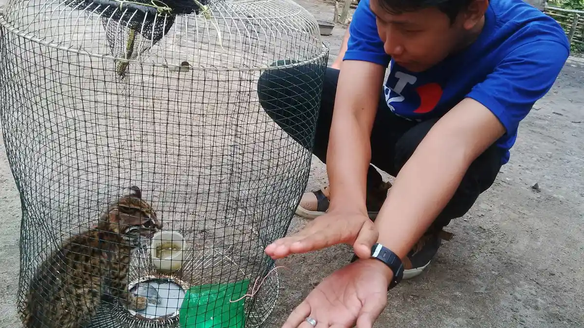 Mengenal 6 Fakta Macan Dahan, Satwa Diduga Menerkam Warga Lahat Hingga Tewas 