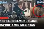 Seekor-kerbau-kurban-terlepas-dan-mengamuk-di-jalanan-Kota-Serang.jpg