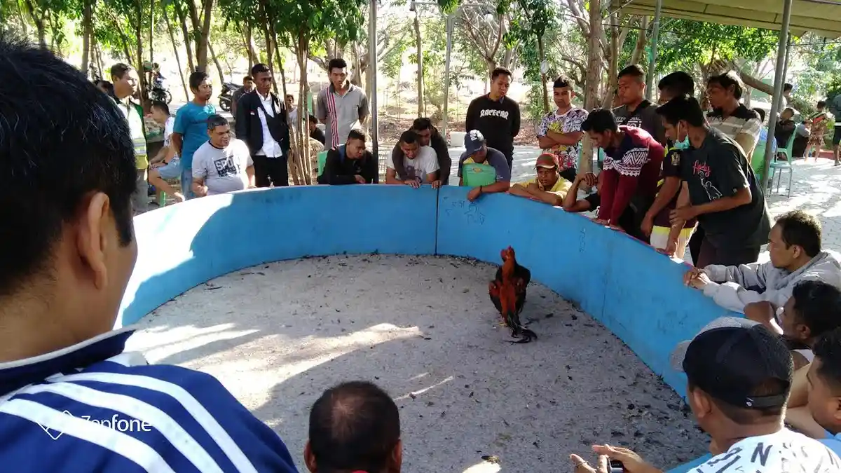 Begini Biaya Pendaftarannya Kontes Sabung Ayam Pemkot Kupang