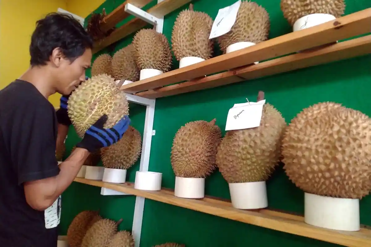 Inilah Asep Sugiharto, Jalankan Bisnis Durian di Kudus, Omzet Harian Capai Jutaan Rupiah