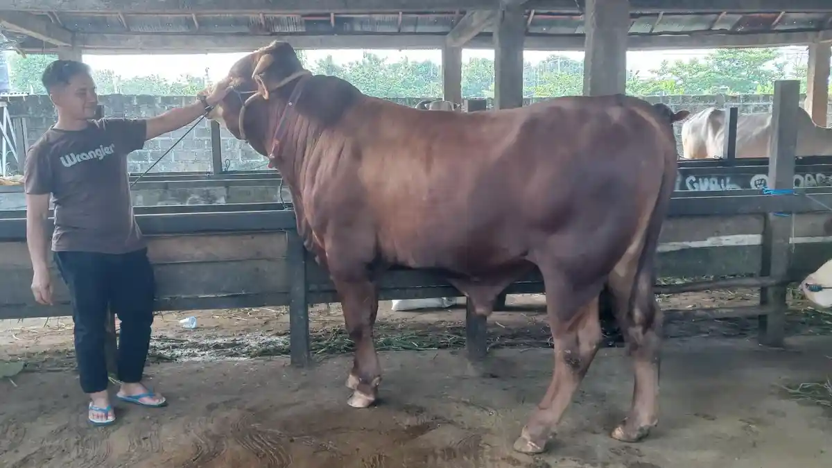 Permintaan Sapi Kurban Turun 50 Persen, Begini Penyebabnya