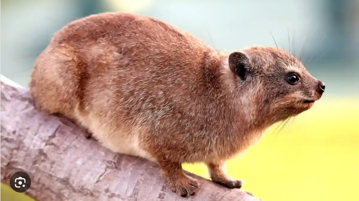 Wabar, Harganya Lebih Mahal dari Kadrun, Diyakini Jadi Obat Kuat Bagi Orang Arab