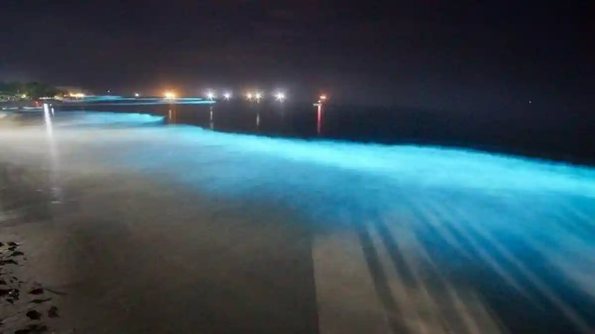 Fenomena Alam, Air Laut Pesisir Barat Lampung Pancarkan Cahaya Indah dan Menawan