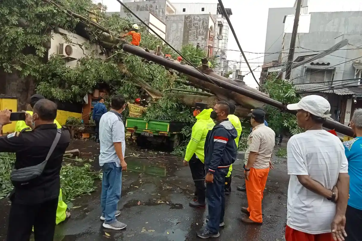 Banyak Pohon Rawan Tumbang, Tamhut Jakbar Minta Warga Lapor Lewat CRM, Begini Caranya