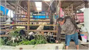 HARGA-KAMBING-Menjelang-Hari-Raya-Idul-Adha-1447-Hijriah.jpg