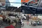 tangkapan-layar-video-Viral-di-sosial-media-gerombolan-sapi-merusak.jpg
