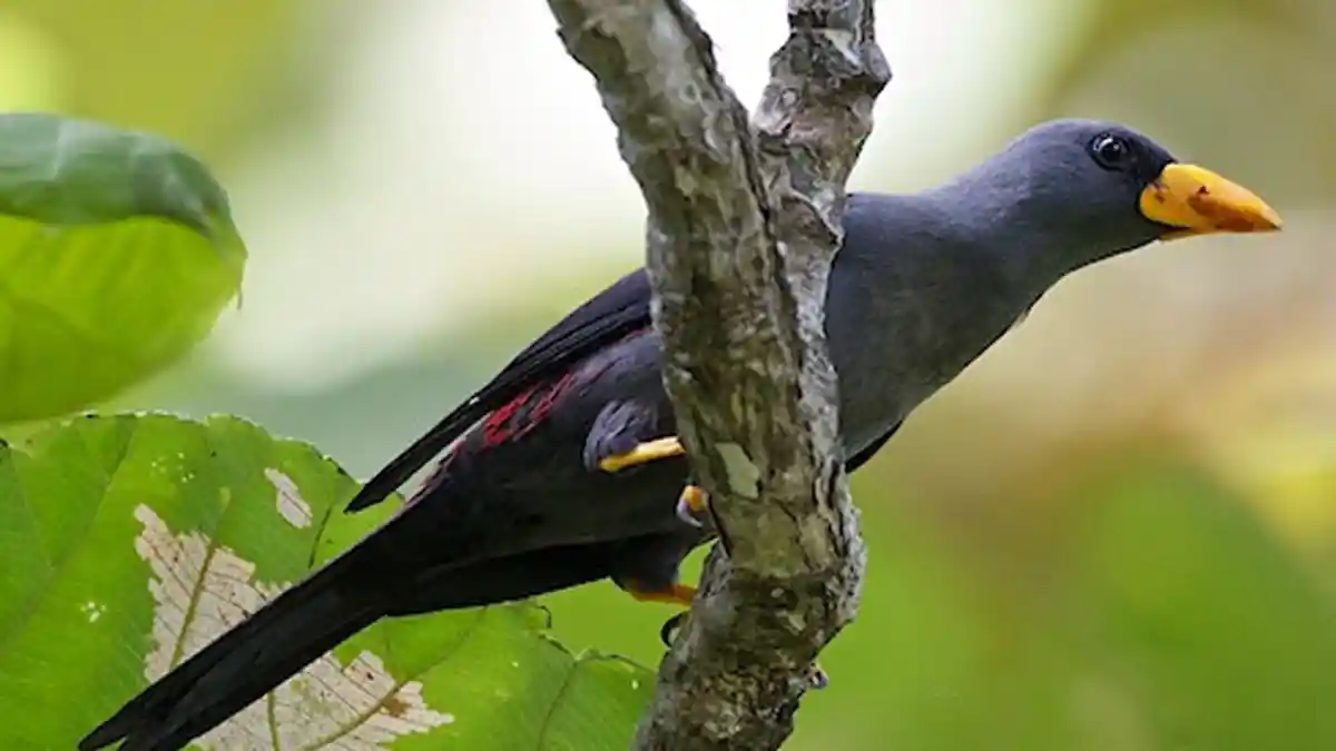 Ini Burung-Burung Kicauan Alternatif