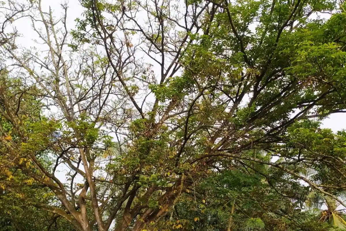 Keanehan Pohon Saparantu Cianjur yang Berusia 300 Tahun, Cerita Api Kecil dan Bekas Cakaran Harimau