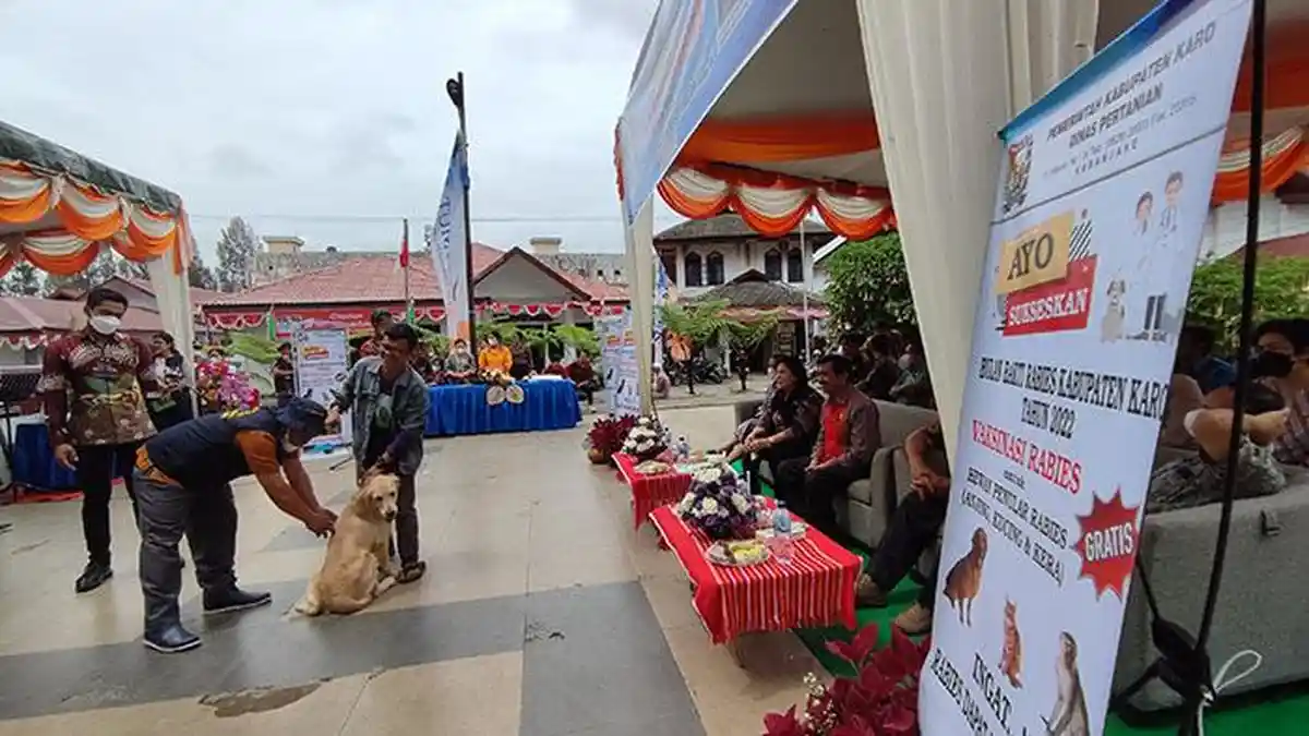 Cegah Rabies, Disternak Kabupaten Karo Salurkan 15.500 Dosis Vaksin Untuk HPR