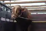 Sapi-presiden-Banyumas-a.jpg