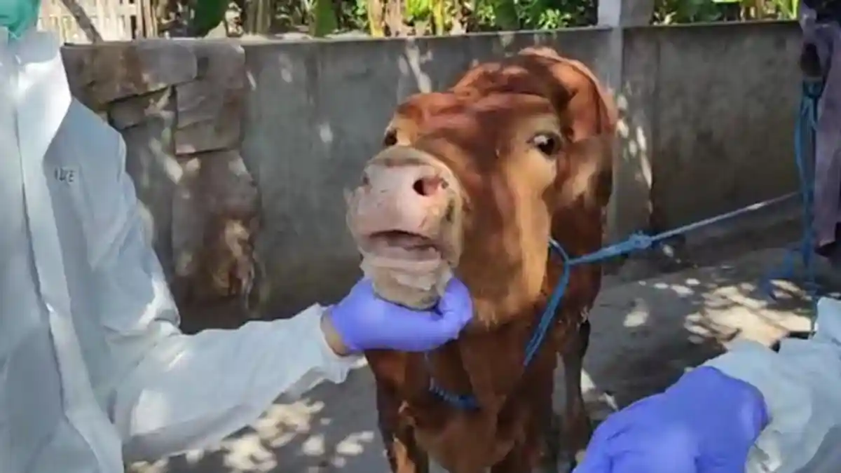 Kasus PMK Pertama di Kabupaten Madiun, Ditemukan 2 Ekor Sapi dan Seekor Kambing Positif