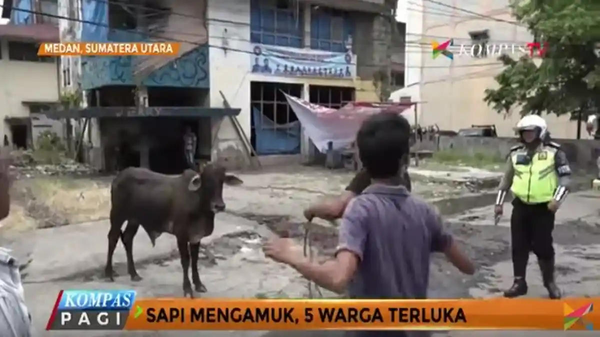 Sapi Ini Ngamuk Lukai 5 Warga, Akhirnya 'Takluk' Ditodong Pistol Polisi Lalu Lintas