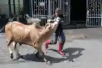 Penyembelihan Hewan Kurban Di Jakarta