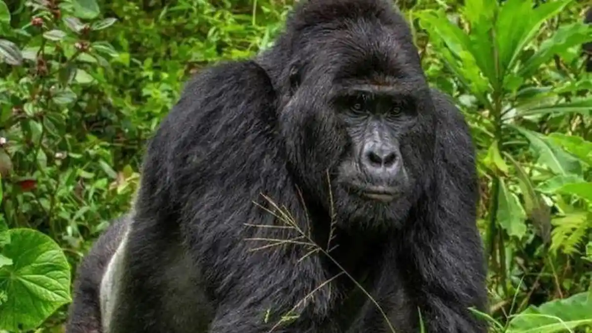 Gorila Terancam Punah di Uganda Mati Dibunuh Pemburu, Pelaku Terancam Dipenjara Seumur Hidup