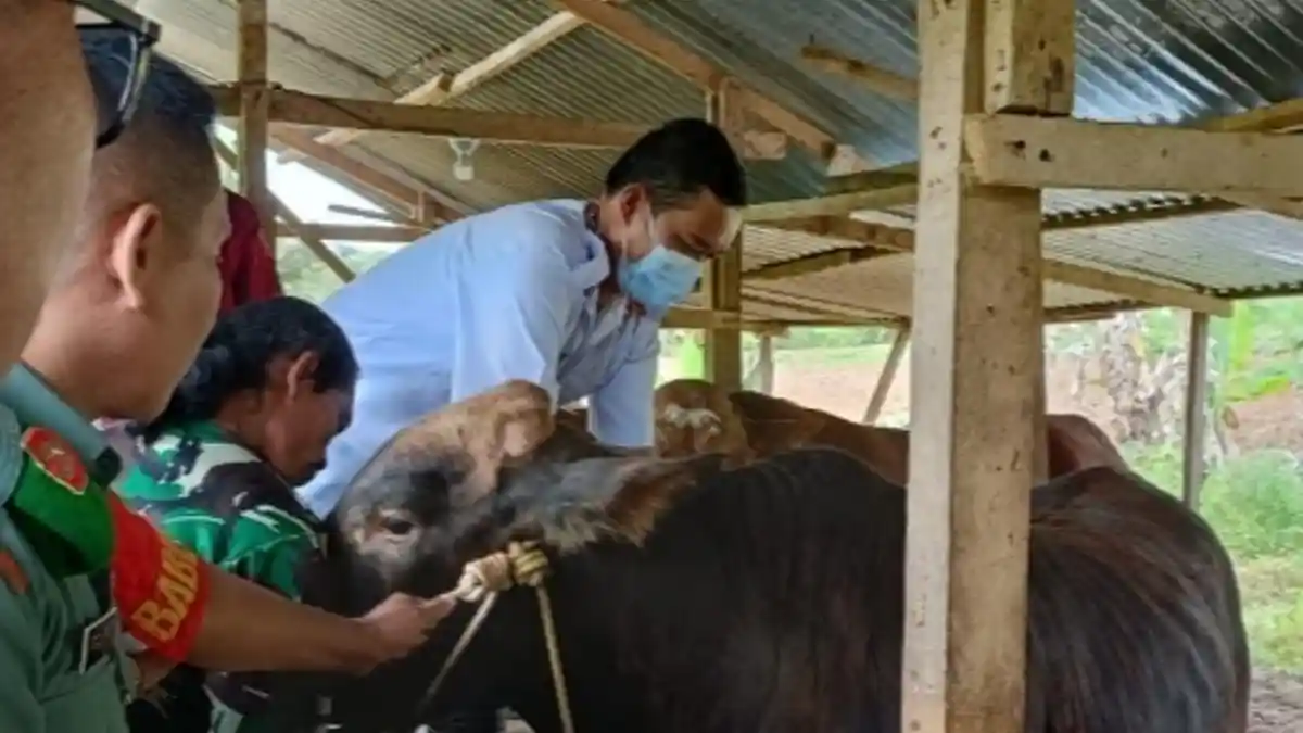 Vaksinasi PMK di Bandar Lampung Lambat, Dinas Ungkap Kendalanya
