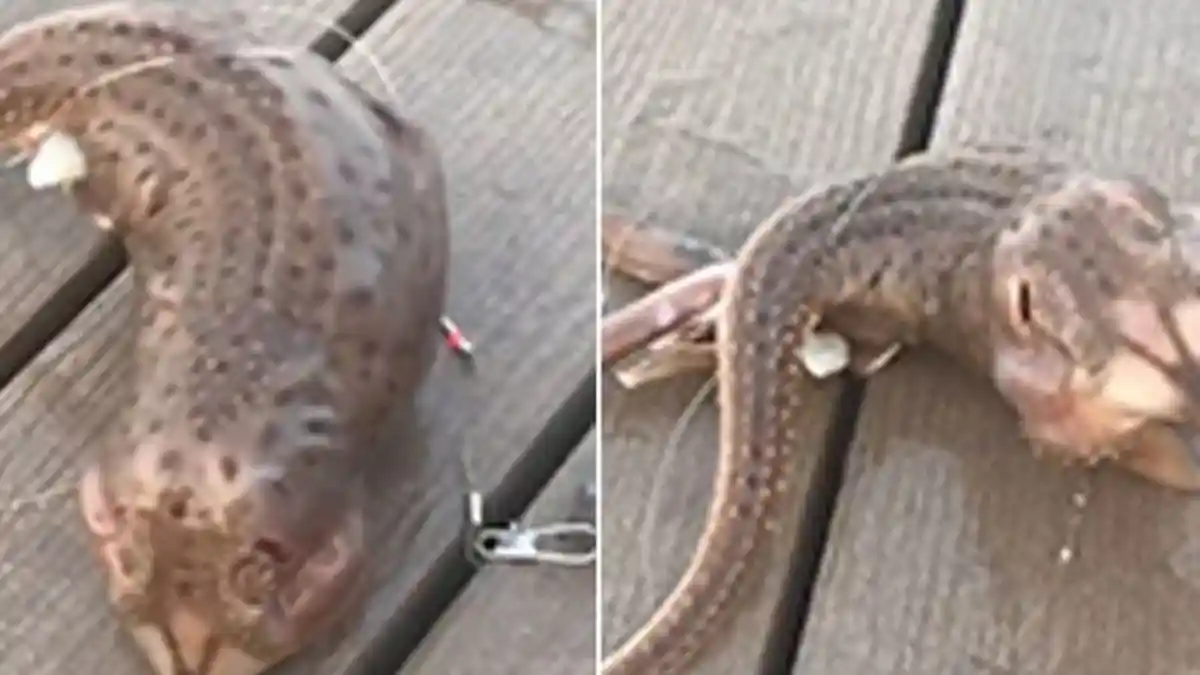 Lagi Mancing, Pria Ini Kaget saat yang Muncul Makhluk Misterius Berkaki 3, Lega Pas Tahu Kebenaran!
