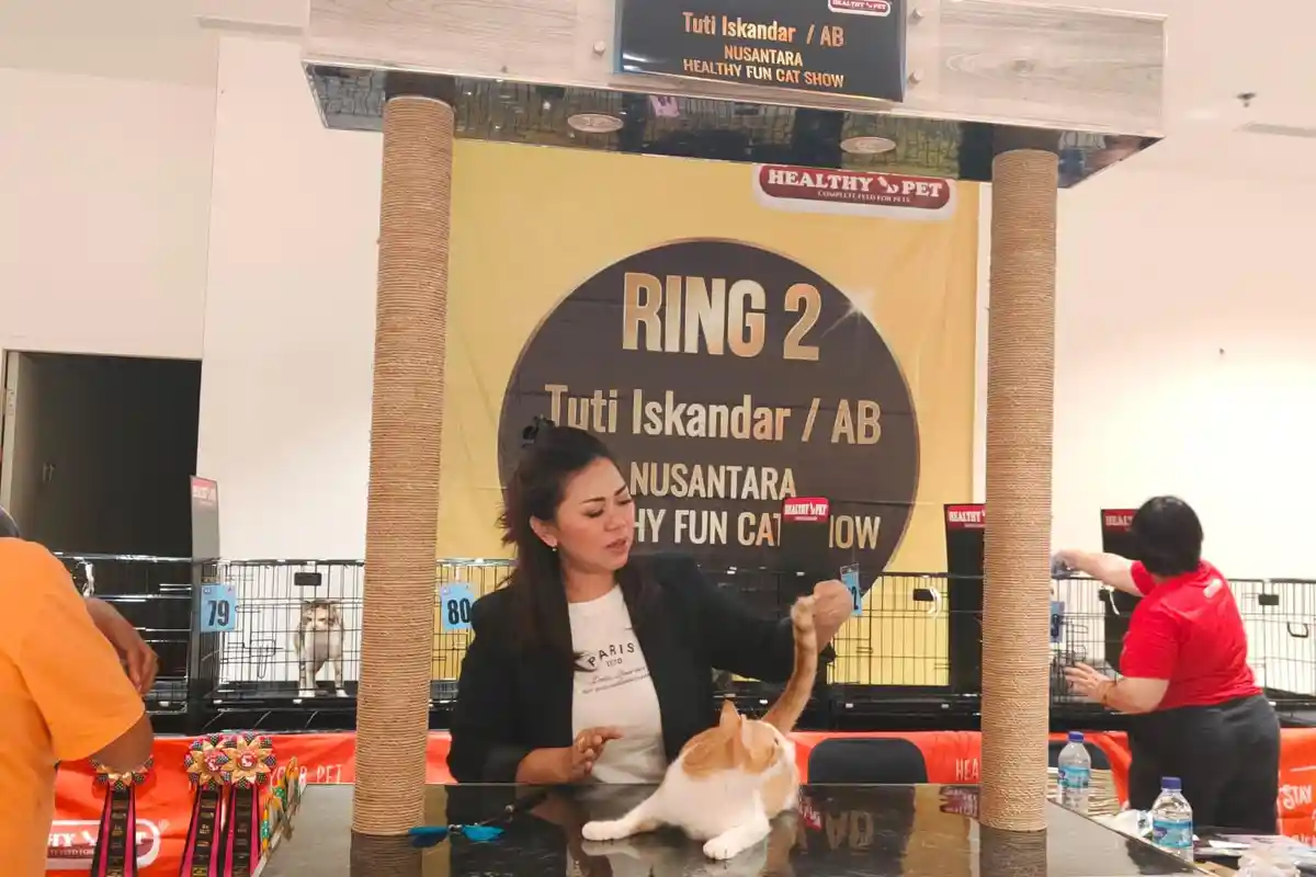 84 Kucing Adu Kecantikan dan Kesehatan dalam Nusantara Healthy Cat Show di Balikpapan