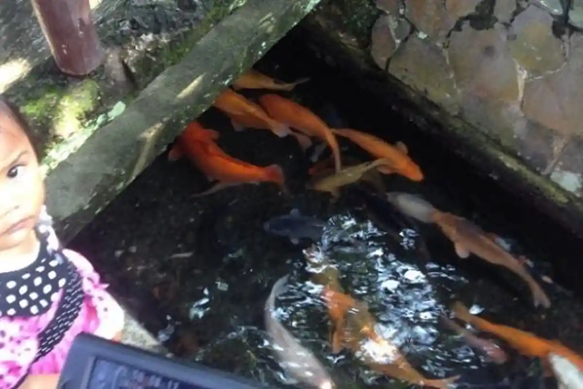 Mau Usaha tanpa Modal Besar, Coba Pelihara Ikan di Parit Seperti yang Dilakukan Orang Jepang