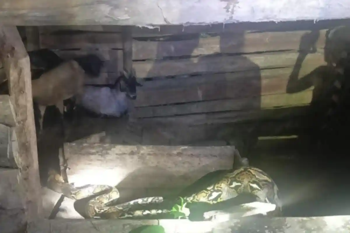 Video Viral Ular Piton Coba Mangsa Kambing Warga Labibia Kendari, Dievakuasi 8 Petugas Damkar