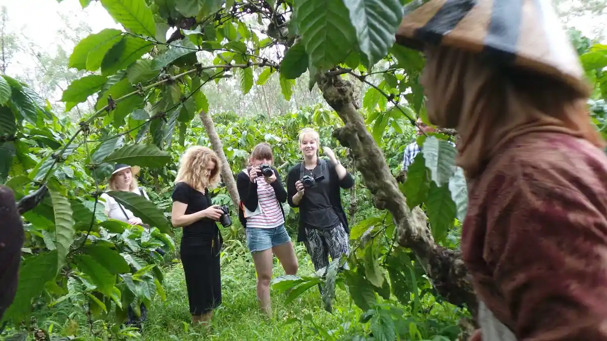 Empat Jurnalis Cantik Asal Belanda 'Blusukan' ke Kebun Kopi Banaran