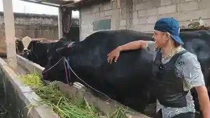 Sapi-berjenis-Brangus-67.jpg
