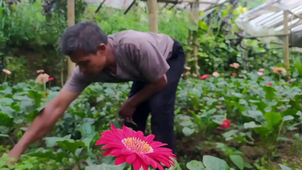 Petani Bunga di Karanganyar Sumringah, Laris Manis Terjual Pasca Lebaran, Lagi Musim Pernikahan