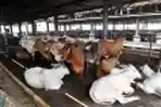 Distribusi Daging Lebaran PD Dharma Jaya