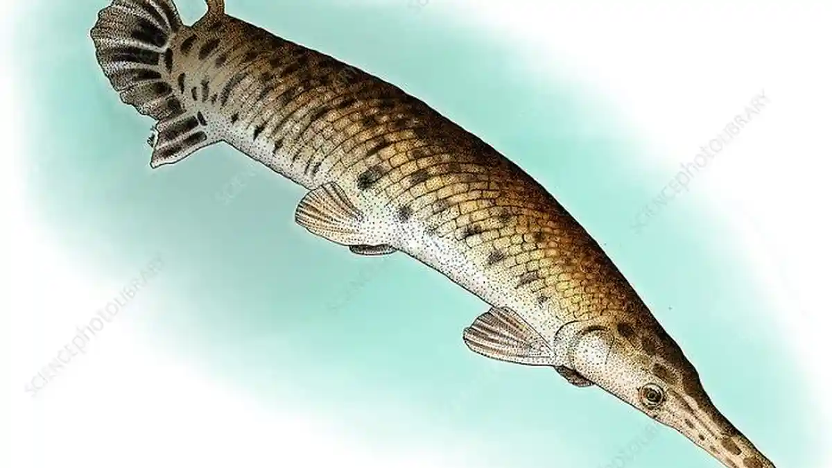 Apa Itu Ikan Aligator Gar? Dilarang Dipelihara di Indonesia, Bisa Divonis Penjara