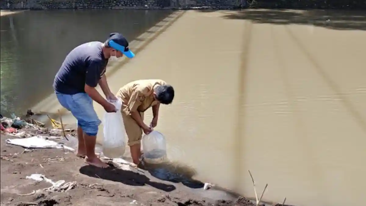 77.000 Ekor Benih Ikan Wader Ditebar di Sungai Kabupaten Jember